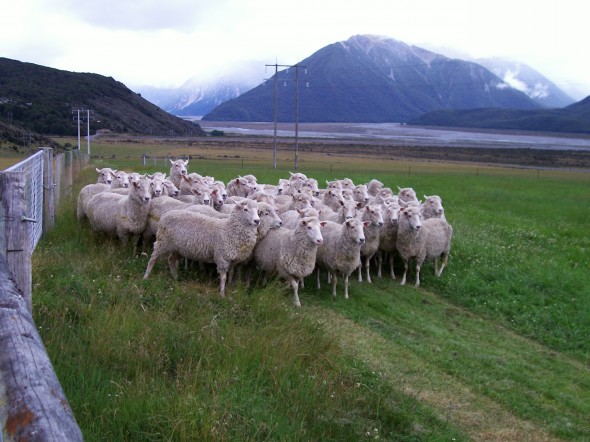 Sheeps