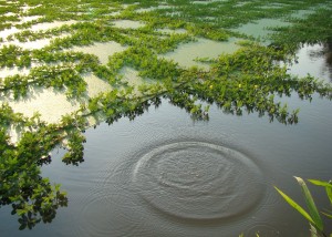 Thoi Gian