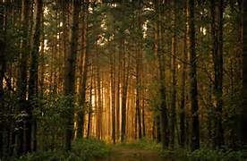 light_15